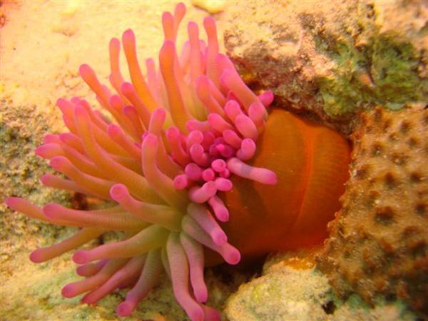 Curacao_Giant_Anemone
