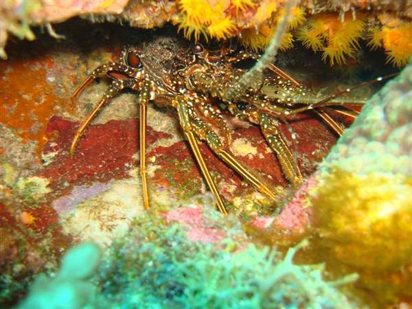 Curacao_Lobster