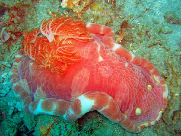 Spanish Dancer