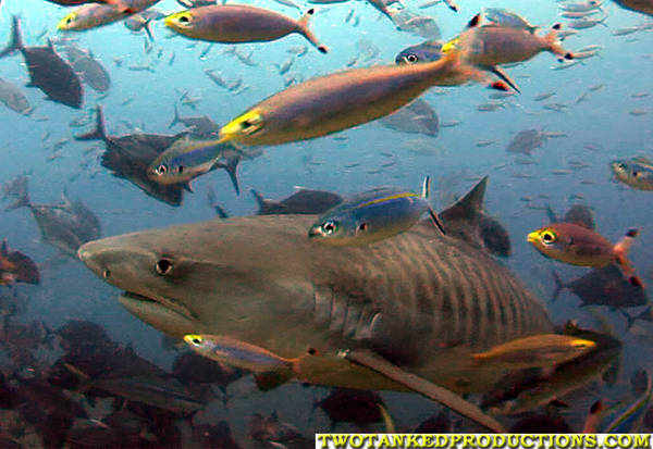 Princess swims by me in Beqa Lagoon Fiji