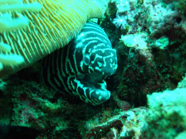 Moray eel