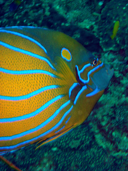 Angelfish