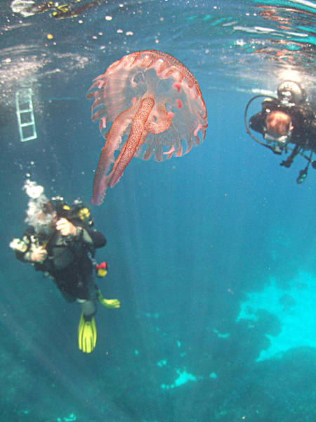 Jellyfish, Falmouth Bay, Cornwall