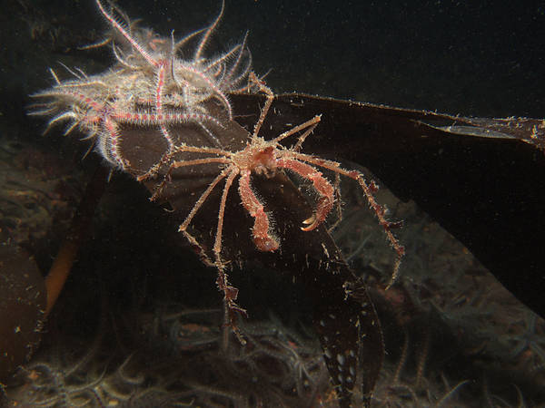 Decorator Crab, Falmouth