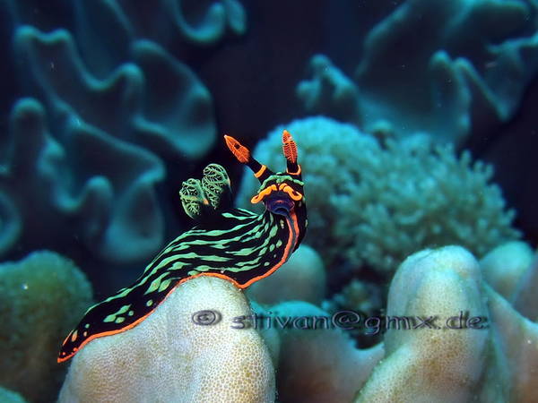 Nudibranch