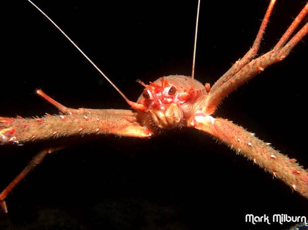 Munida Rugosa, Beal Point, Isle of Skye