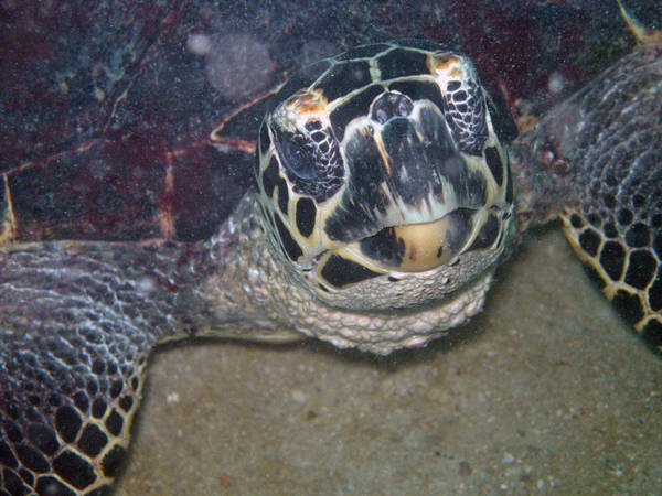 Turtle in Redang, Malaysia - April 2008
