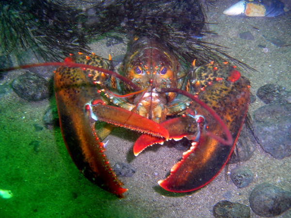 Resident of Rocky Reef, Pebble Beach, Rockport, MA