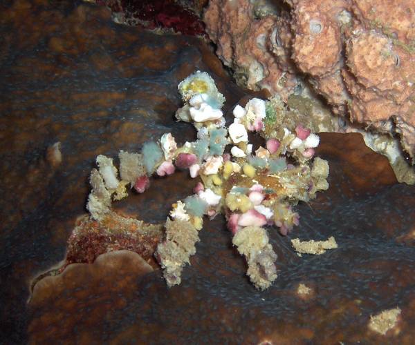 Decorative spider crab