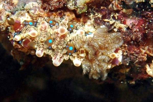 Dendrodoris Denisoni