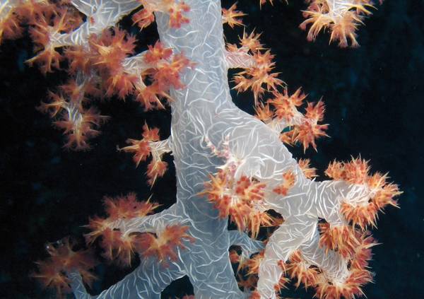 Dendronephthya crab