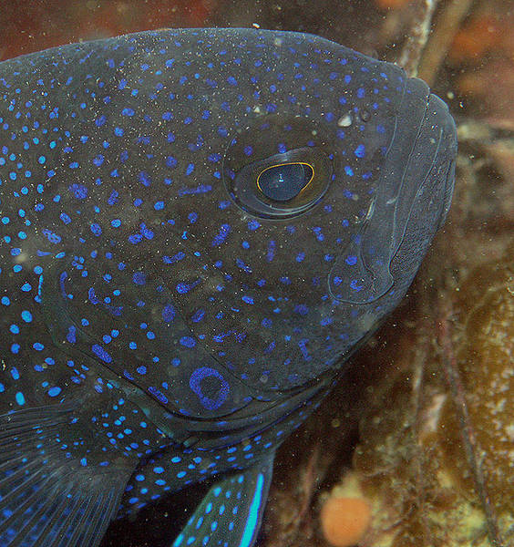 Blue Devilfish