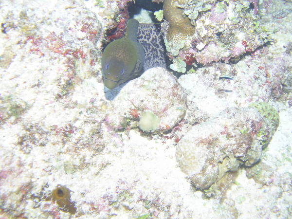 Moray eel