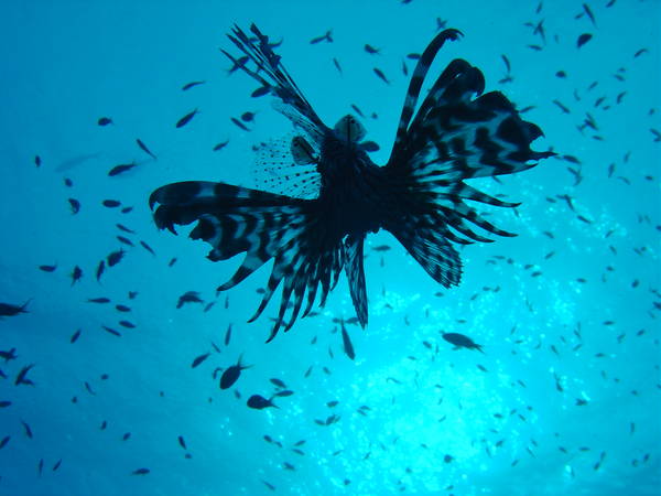 Lion Fish Red Sea