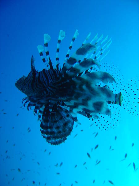 Lion Fish Red Sea