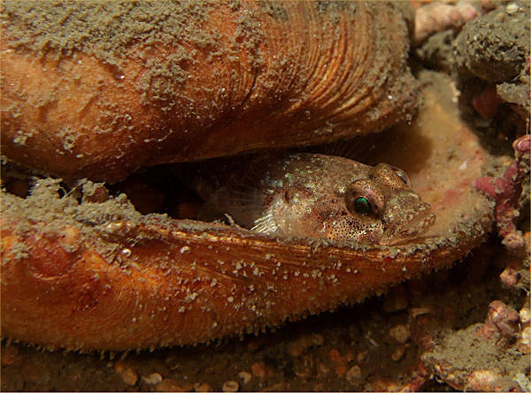 Gobie in Cockle Shell, Falmouth