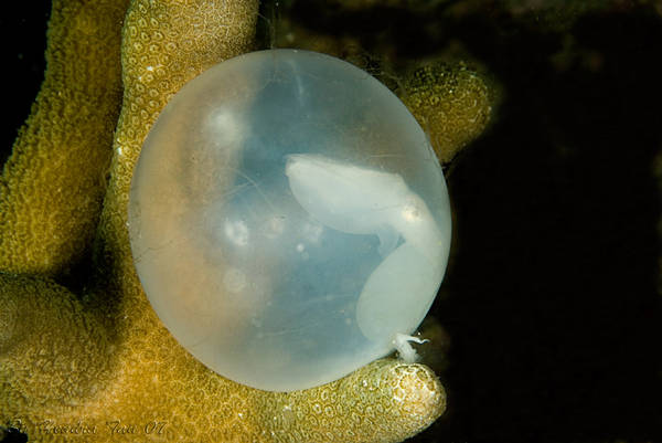 Embrio of cuttlefish....
