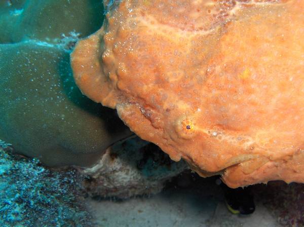 Frogfish