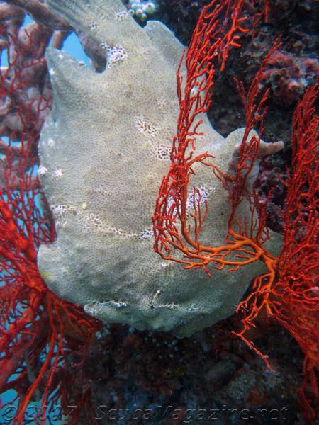 Frogfish on Bangka Island