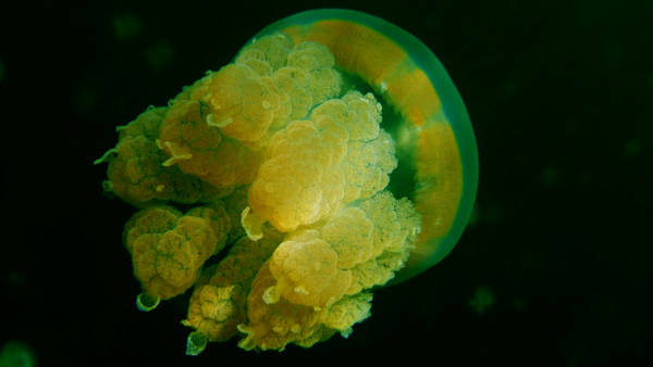 Golden Jelly