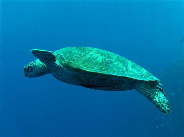 Green_turtle