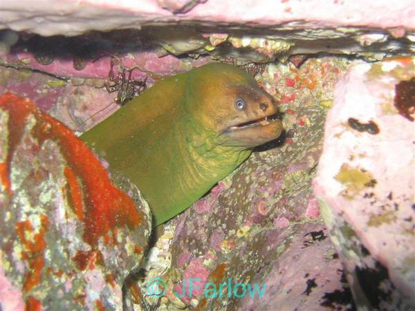 Moray and Cleaner Shrimp