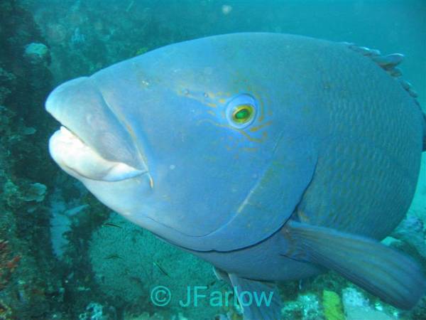 Eastern Blue Groper