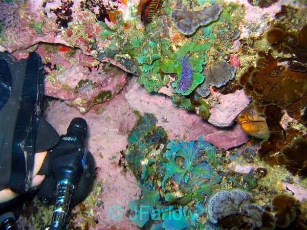 Robby and Moray Eel