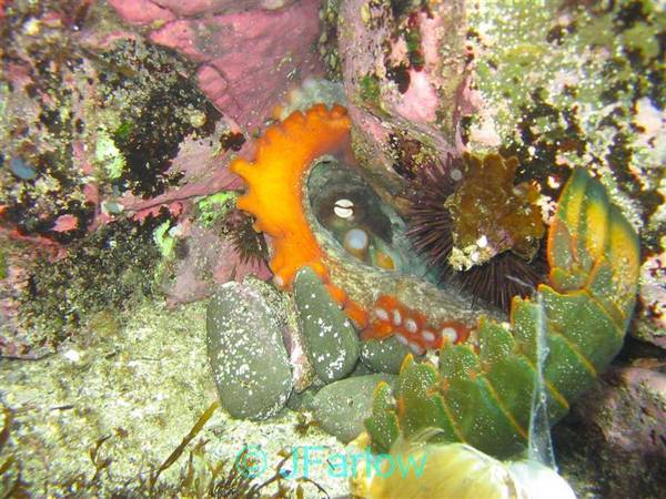 Octopus eating Lobster