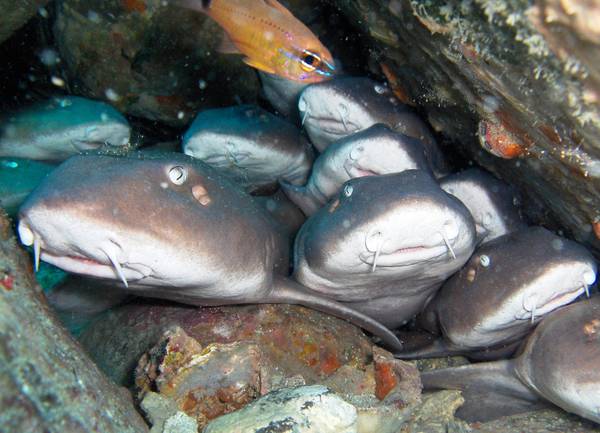 &quot;Football team&quot; of nurse sharks