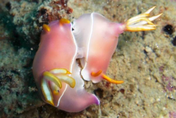 Nudi caught in the act
