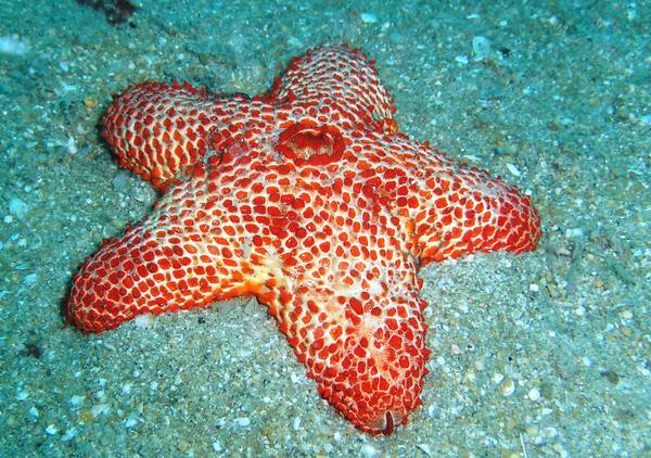 Striking sea star