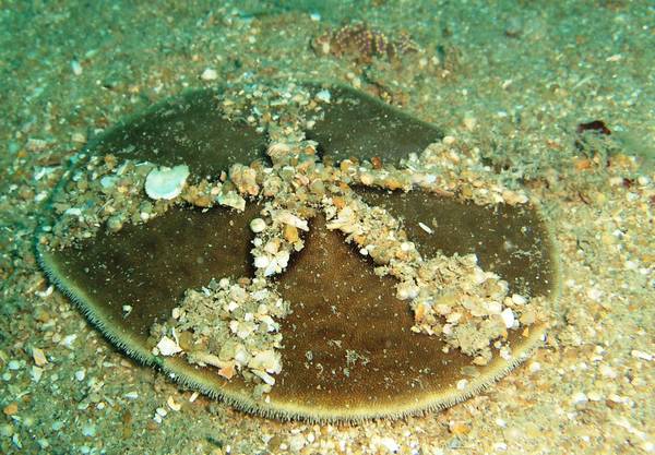 Sand dollar