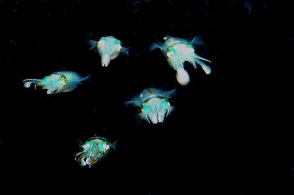 Reef squids