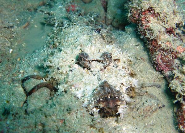 Spiny scorpionfish