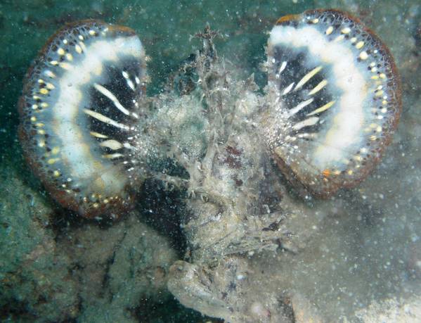 Spiny scorpionfish - agitated