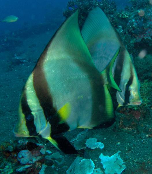 Golden Spadefish