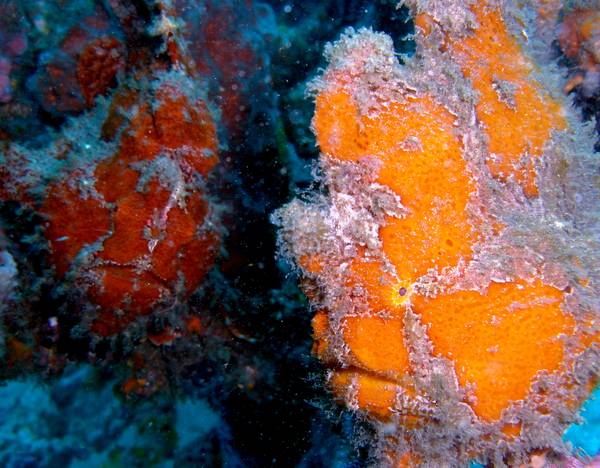 Painted Frogfish