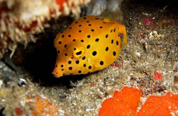 Yellow Boxfish