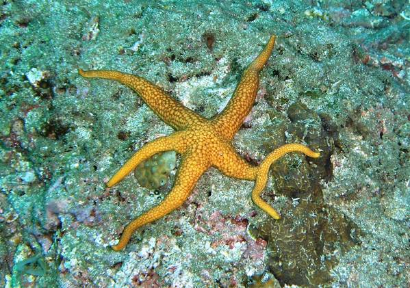 Paucifom Starfish with 7 arms