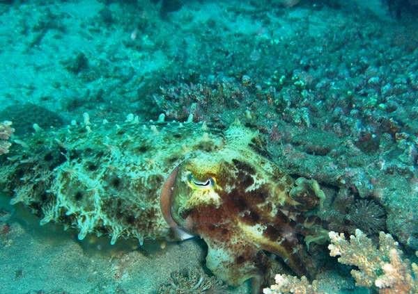 Cuttlefish - Camouflaged