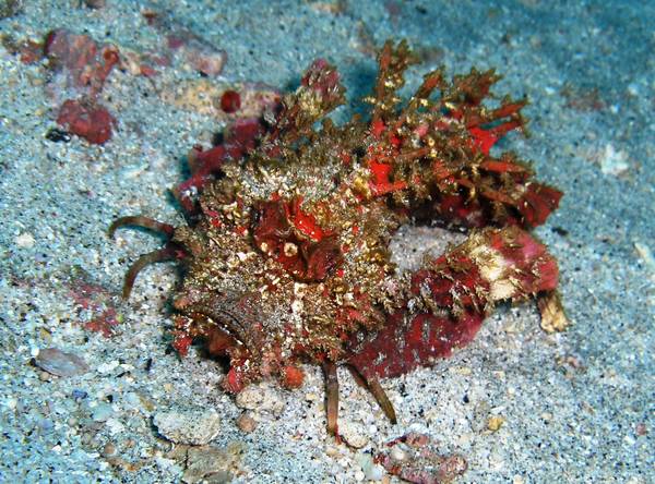 Spiny Devilfish