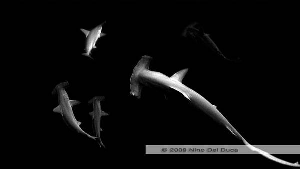 Schooling Hammerheads