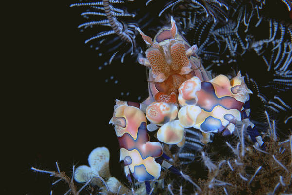 Harlequin shrimp