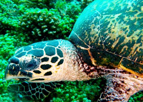 Hawksbill turtle