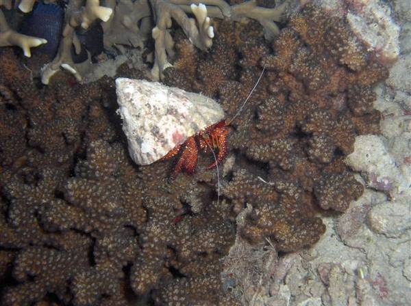 Lonely hermit crab