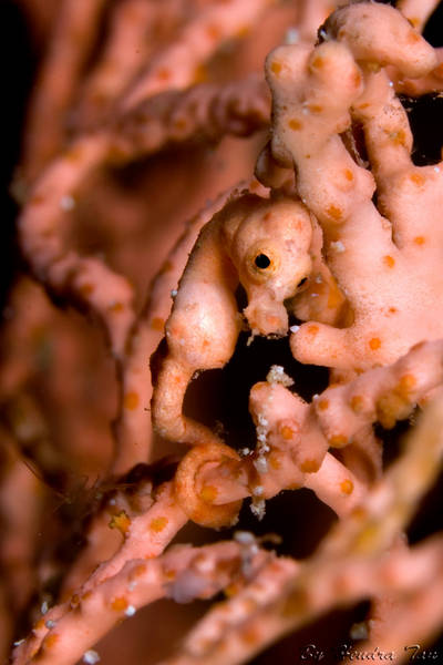 Hippocampus Denise