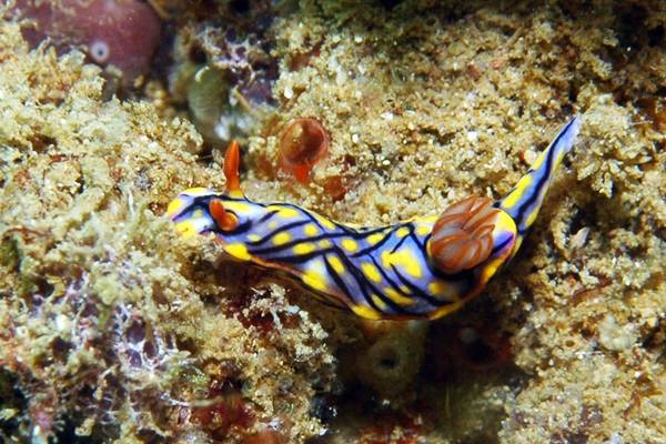 Hypselodoris nigrostriata