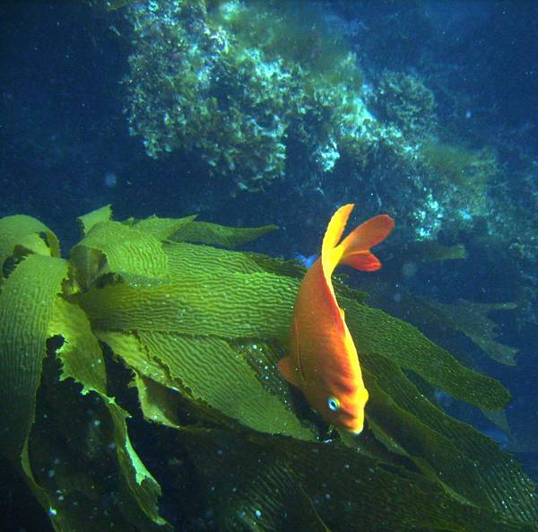 Henrock Reef