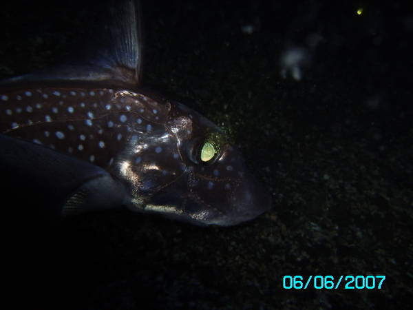 up close ratfish